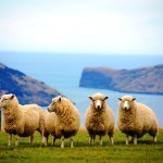 New Zealand sheep industry